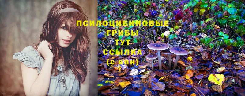 купить   блэк спрут как войти  Псилоцибиновые грибы MAGIC MUSHROOMS  Волгореченск 